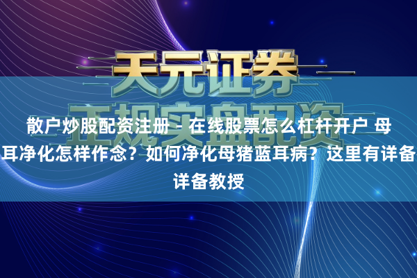 散户炒股配资注册 - 在线股票怎么杠杆开户 母猪蓝耳净化怎样作念？如何净化母猪蓝耳病？这里有详备教授